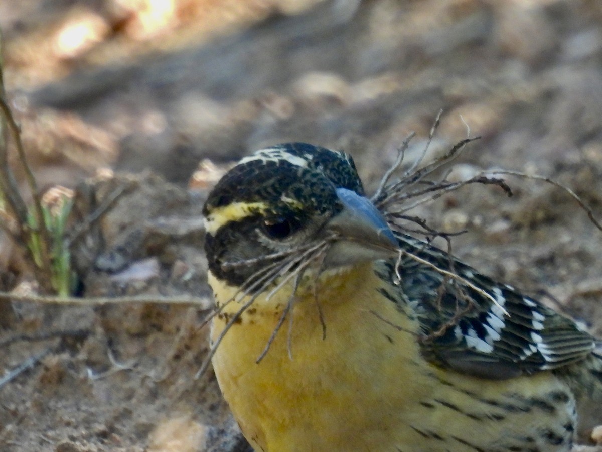 Black-headed Grosbeak - Laurie Miraglia