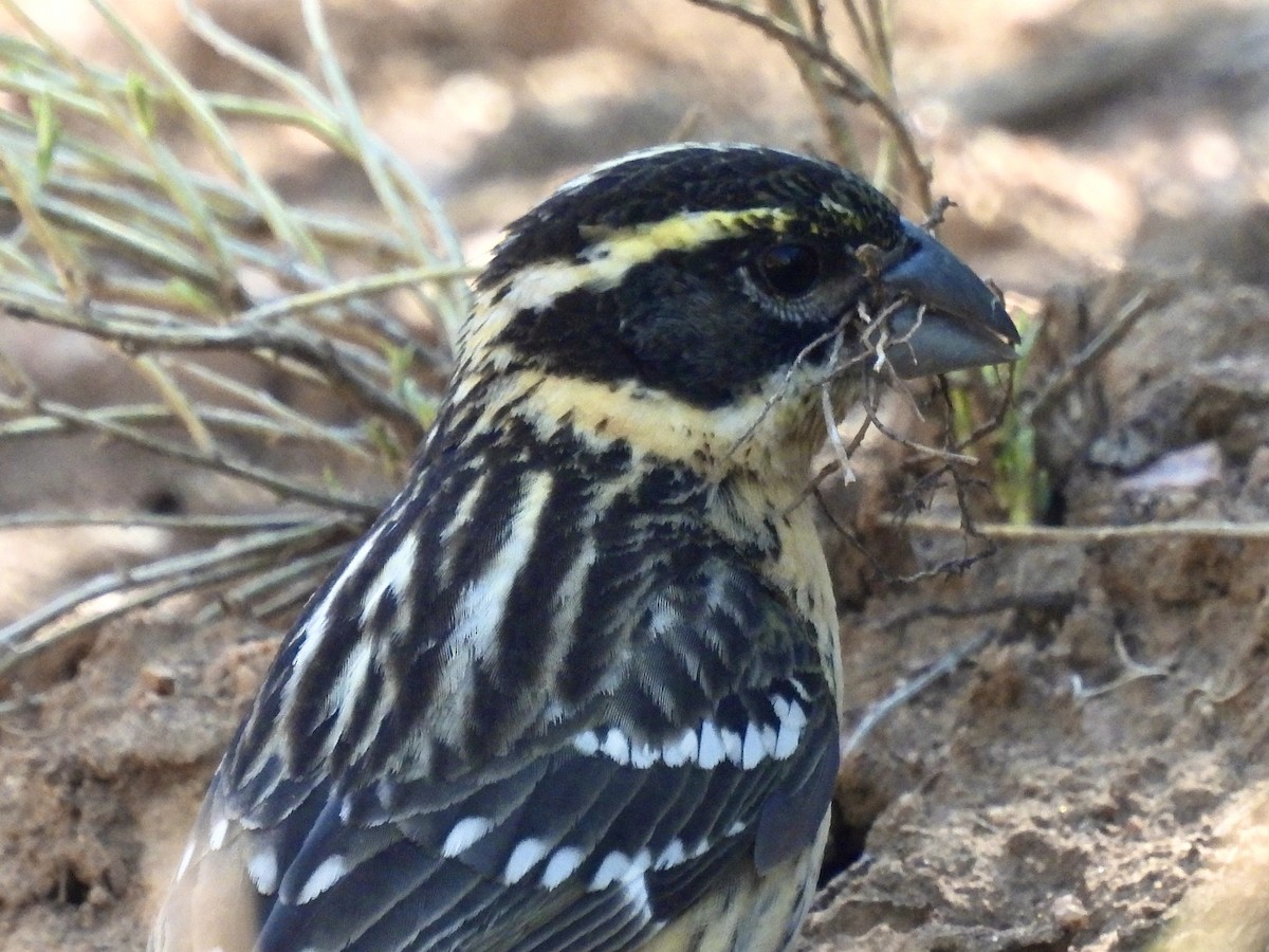 Black-headed Grosbeak - Laurie Miraglia