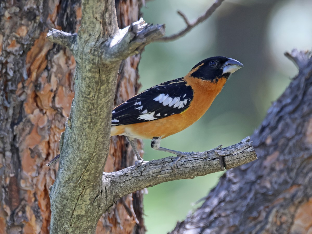 Black-headed Grosbeak - ML619361339