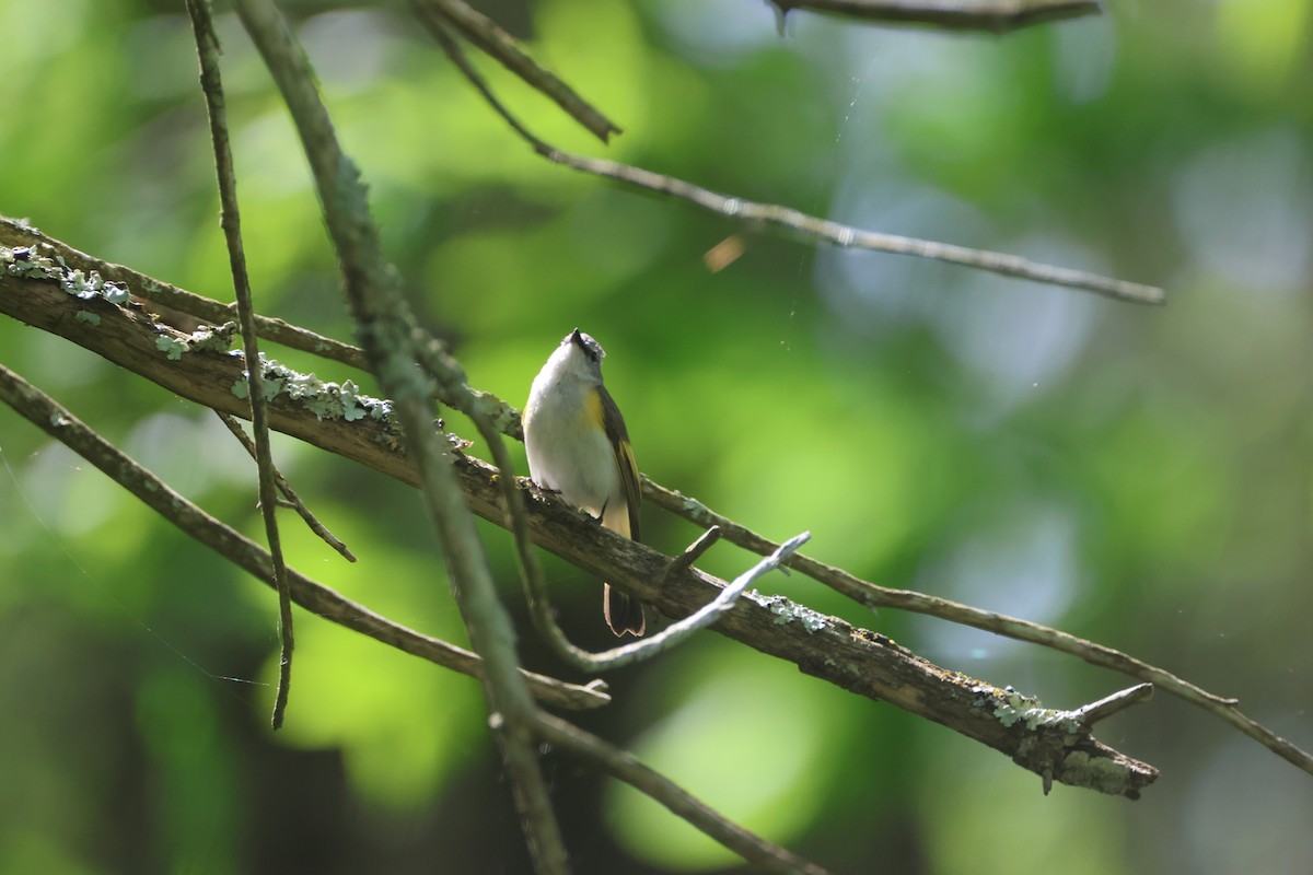 American Redstart - Alan Dupuis