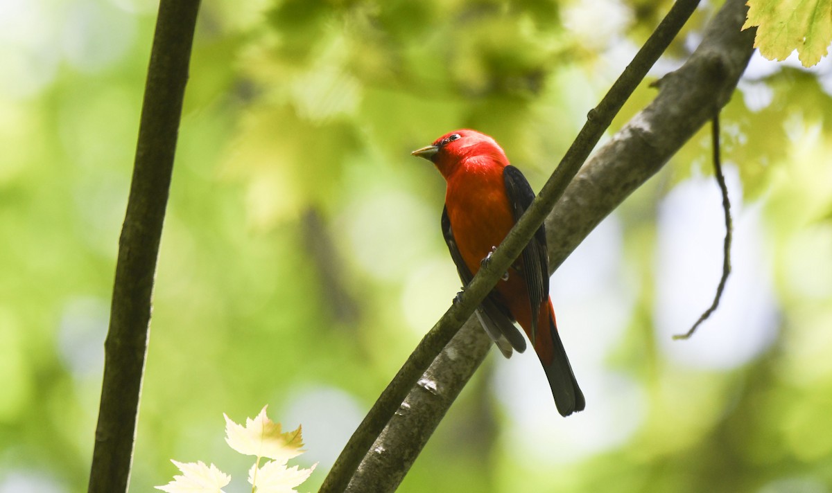 Scarlet Tanager - Tom and Janet Kuehl