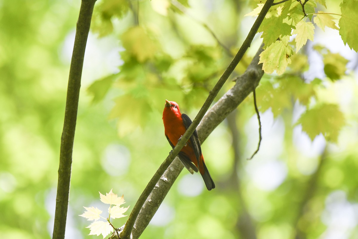 Scarlet Tanager - Tom and Janet Kuehl