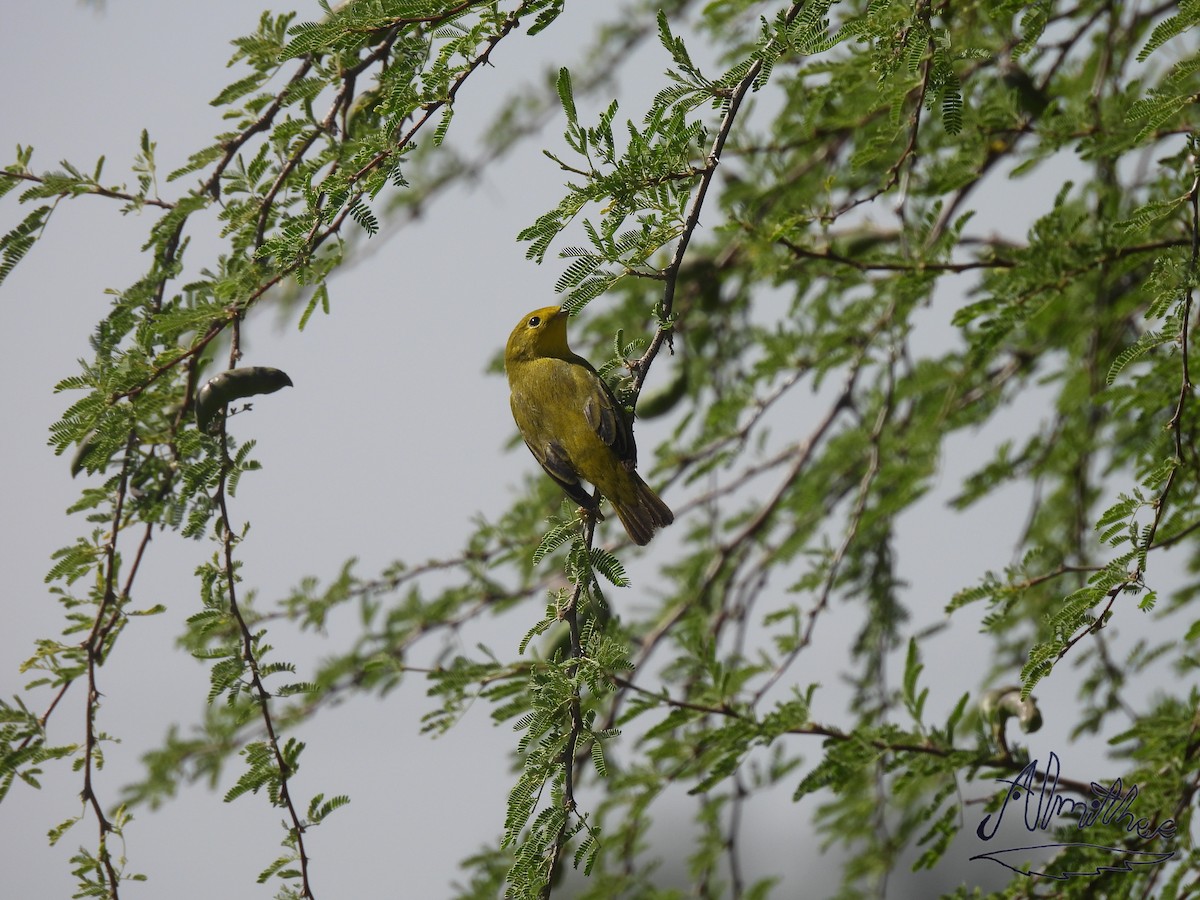 new world warbler sp. - ML619361356