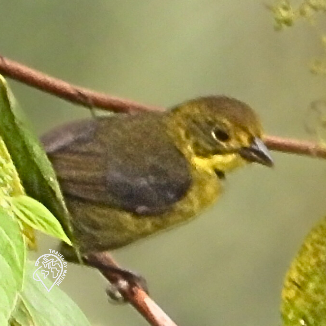 Yellow-headed Brushfinch - Juan Vargas