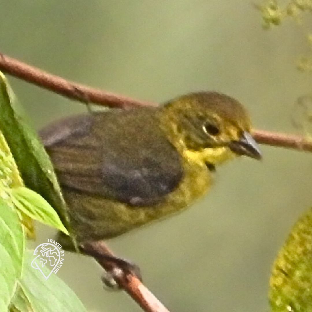 Yellow-headed Brushfinch - ML619361372