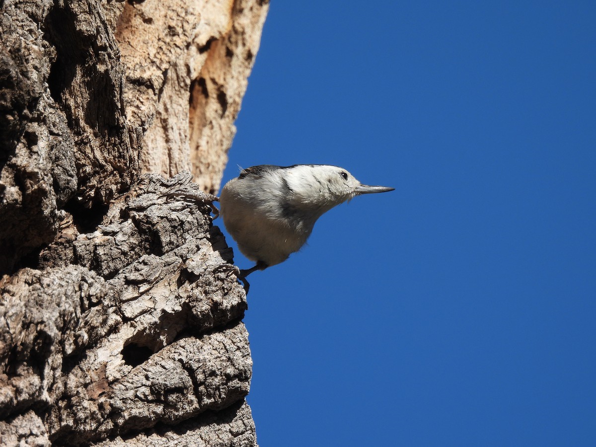 White-breasted Nuthatch - Laurie Miraglia
