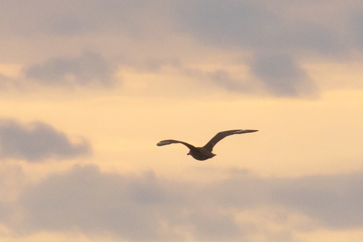 South Polar Skua - Trevor Sleight