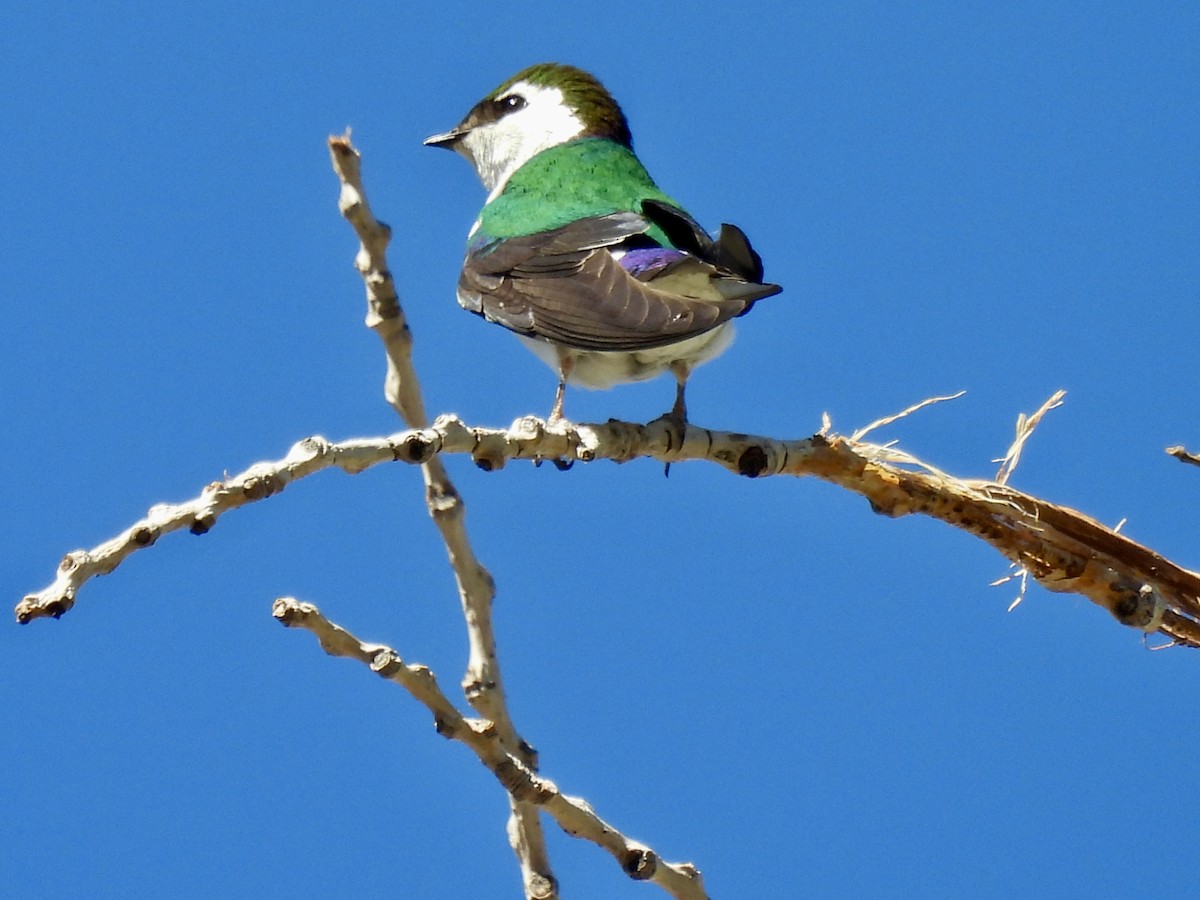 Violet-green Swallow - Laurie Miraglia