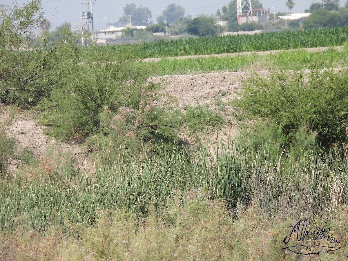 White-faced Ibis - ML619361391