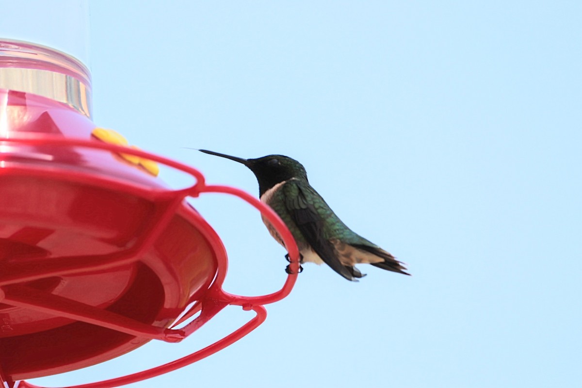 Ruby-throated Hummingbird - Yves Robichaud