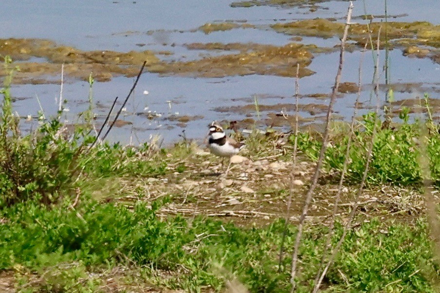 Little Ringed Plover - James Heal