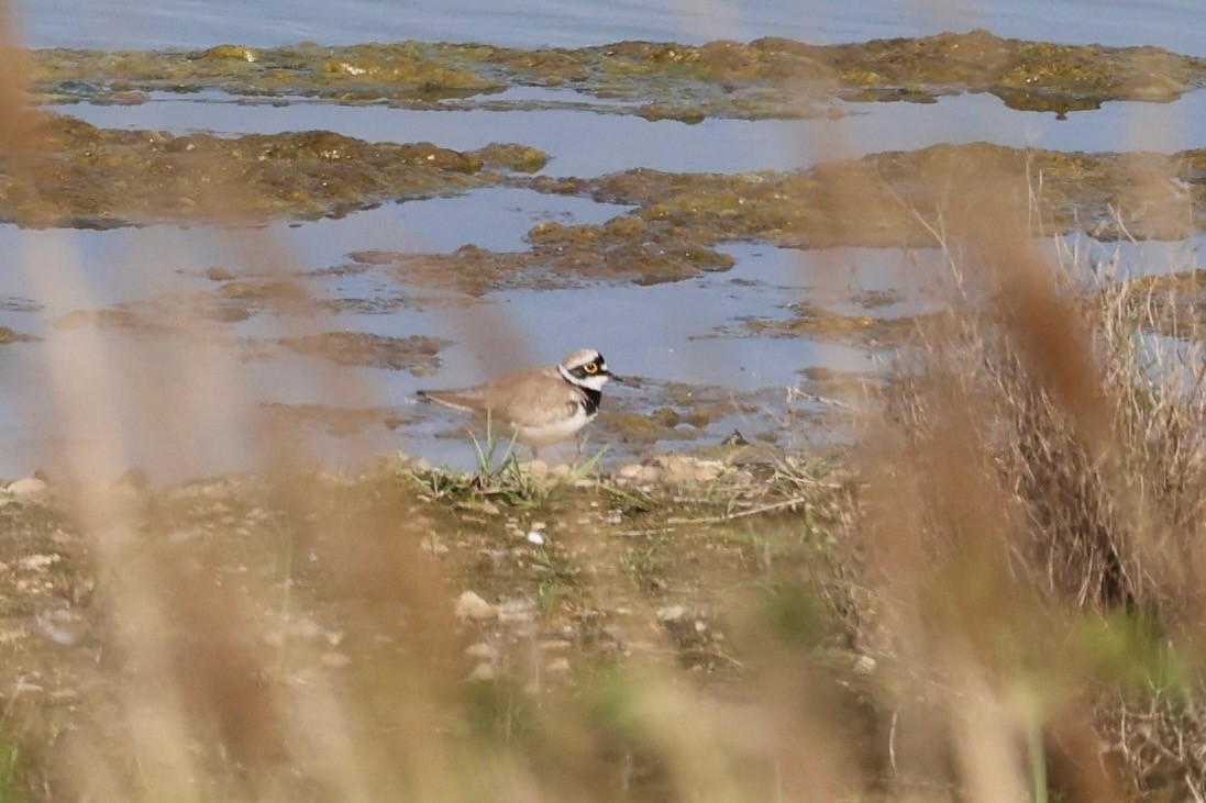 Little Ringed Plover - ML619361413