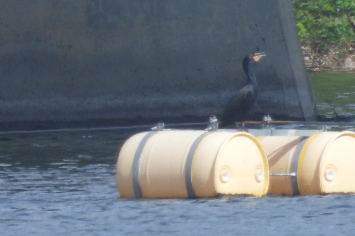 Double-crested Cormorant - Marc antoine Lafrance