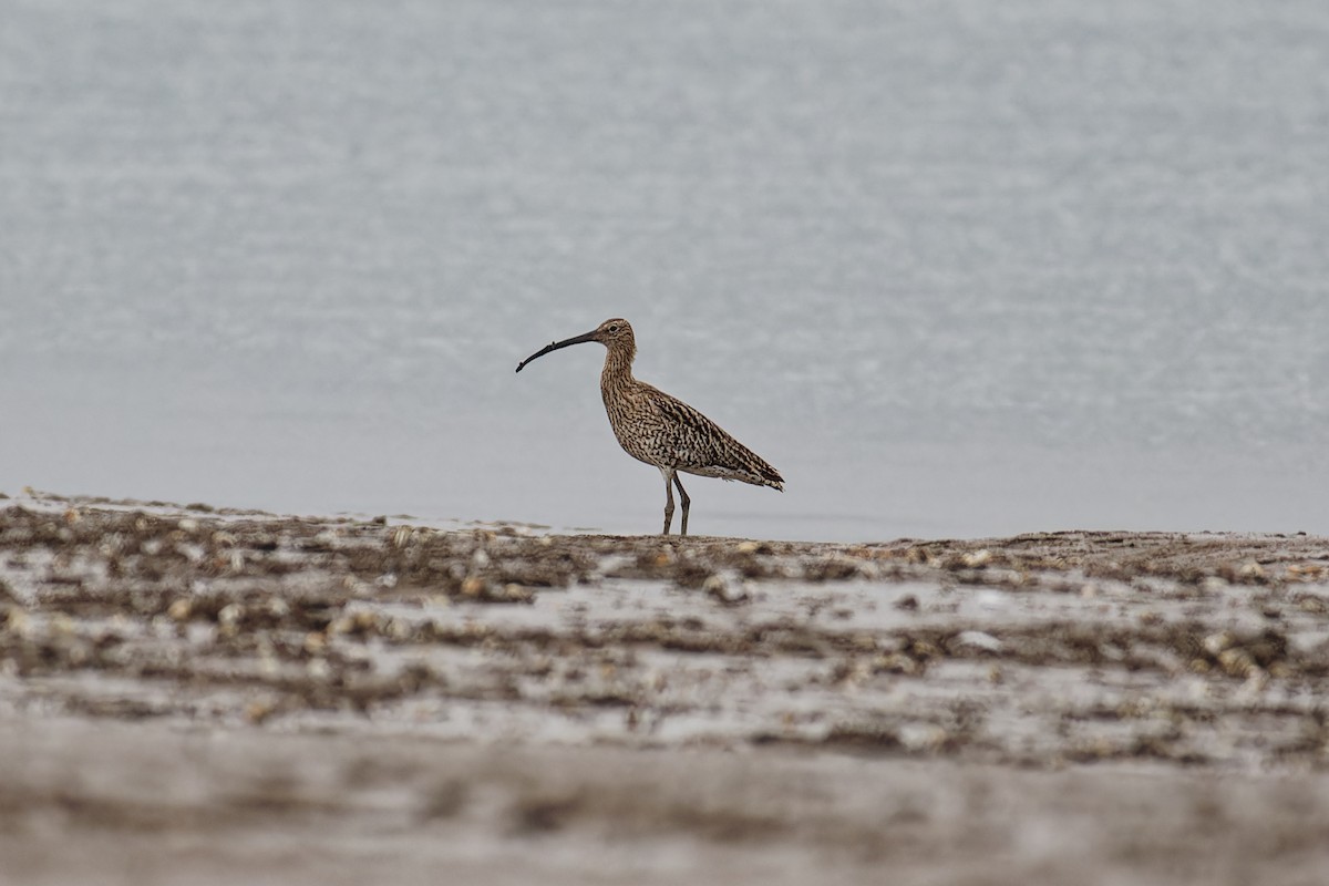 Eurasian Curlew - Oliver Hicklin