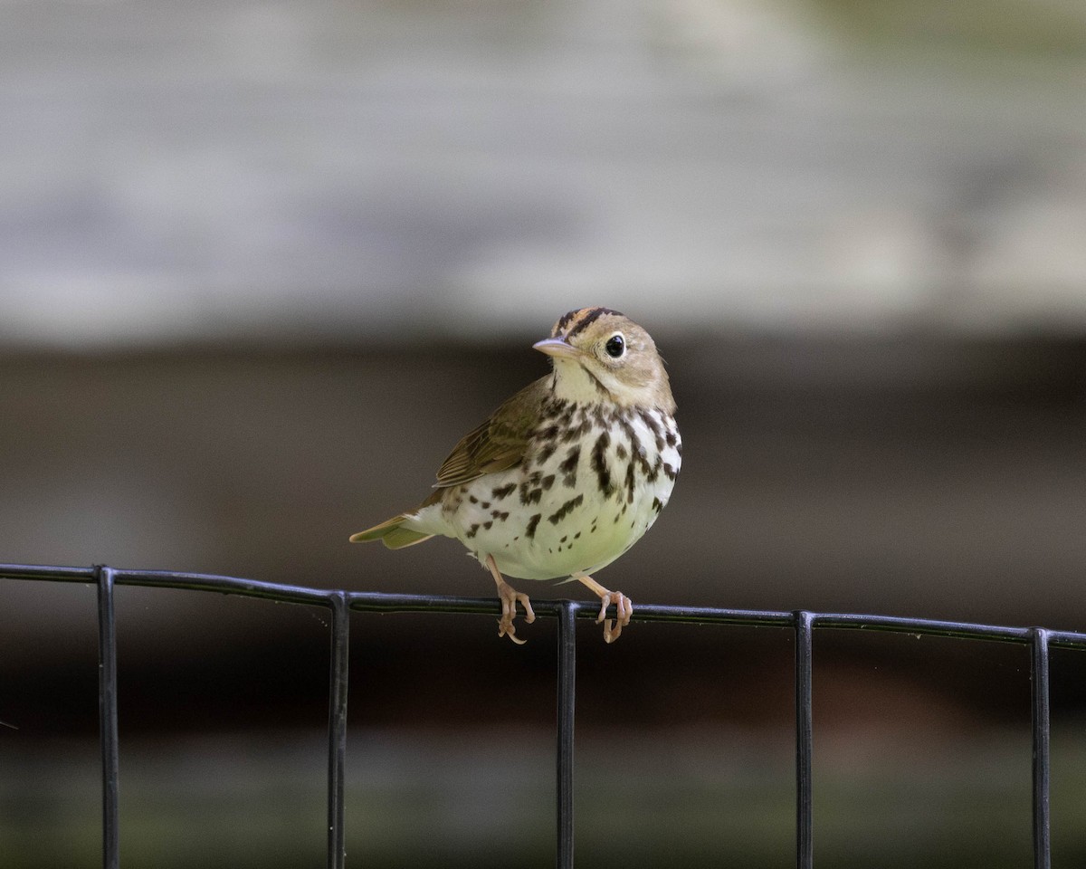 Ovenbird - Austin Johnson