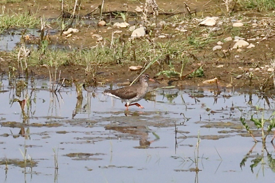 Common Redshank - ML619361438