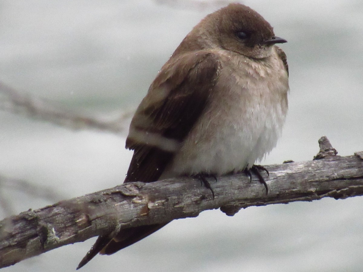 Northern Rough-winged Swallow - Lance Rath