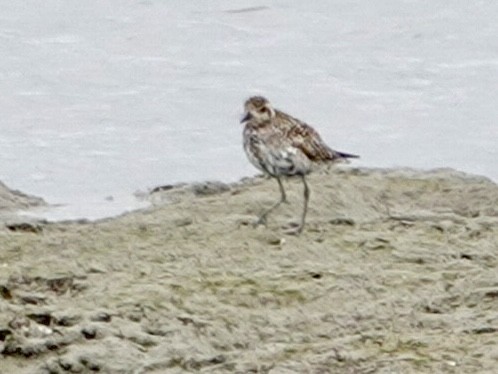 Pacific Golden-Plover - Brian Daniels