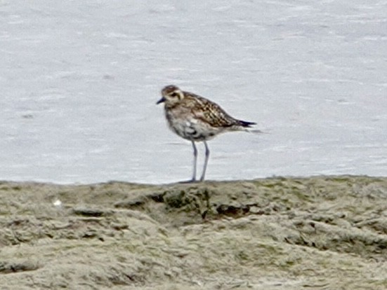 Pacific Golden-Plover - Brian Daniels