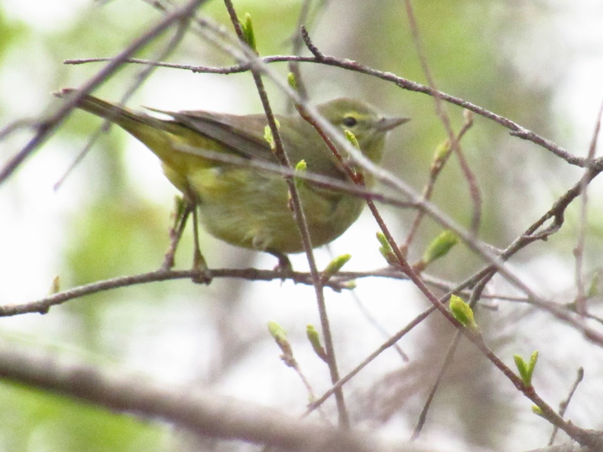 Orange-crowned Warbler - Lance Rath