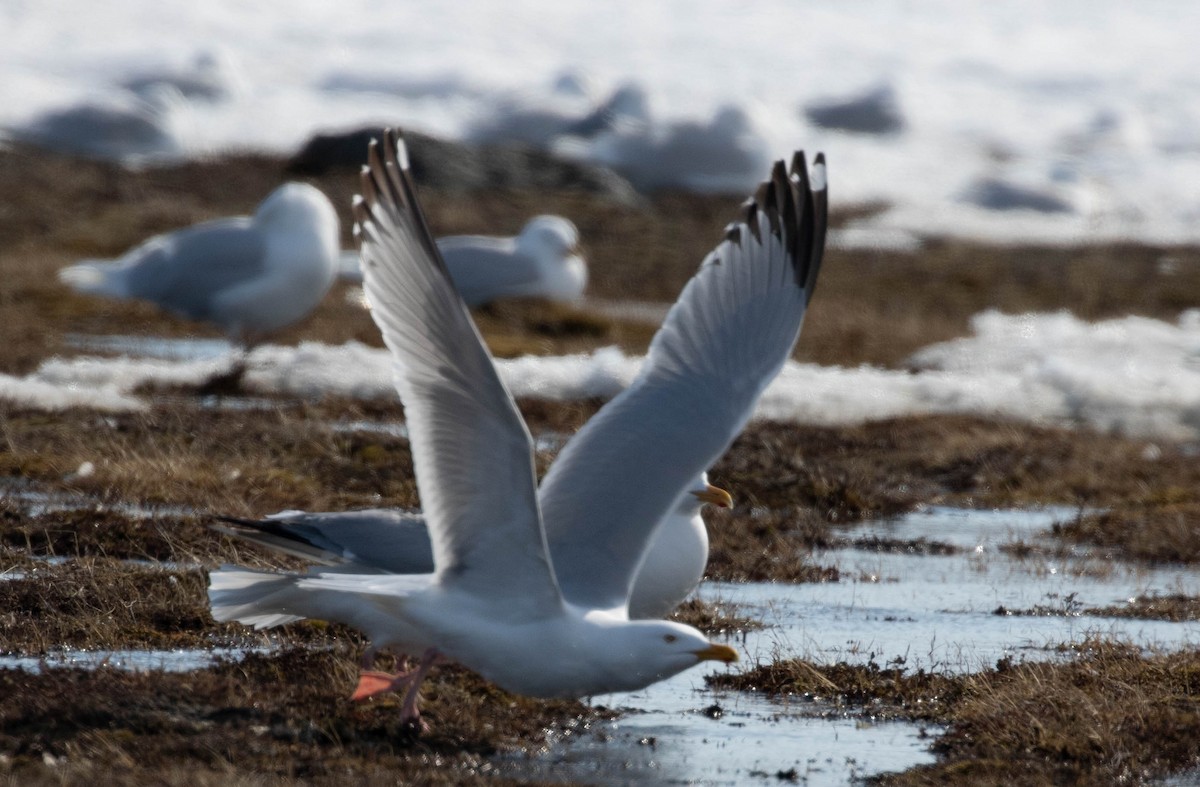 Herring Gull - Brendan Kelly