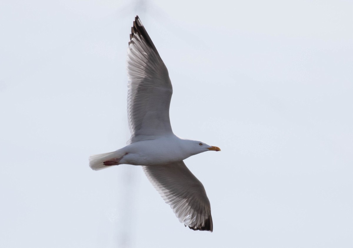 Herring Gull - Brendan Kelly