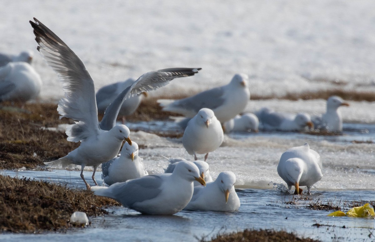 Herring Gull - Brendan Kelly