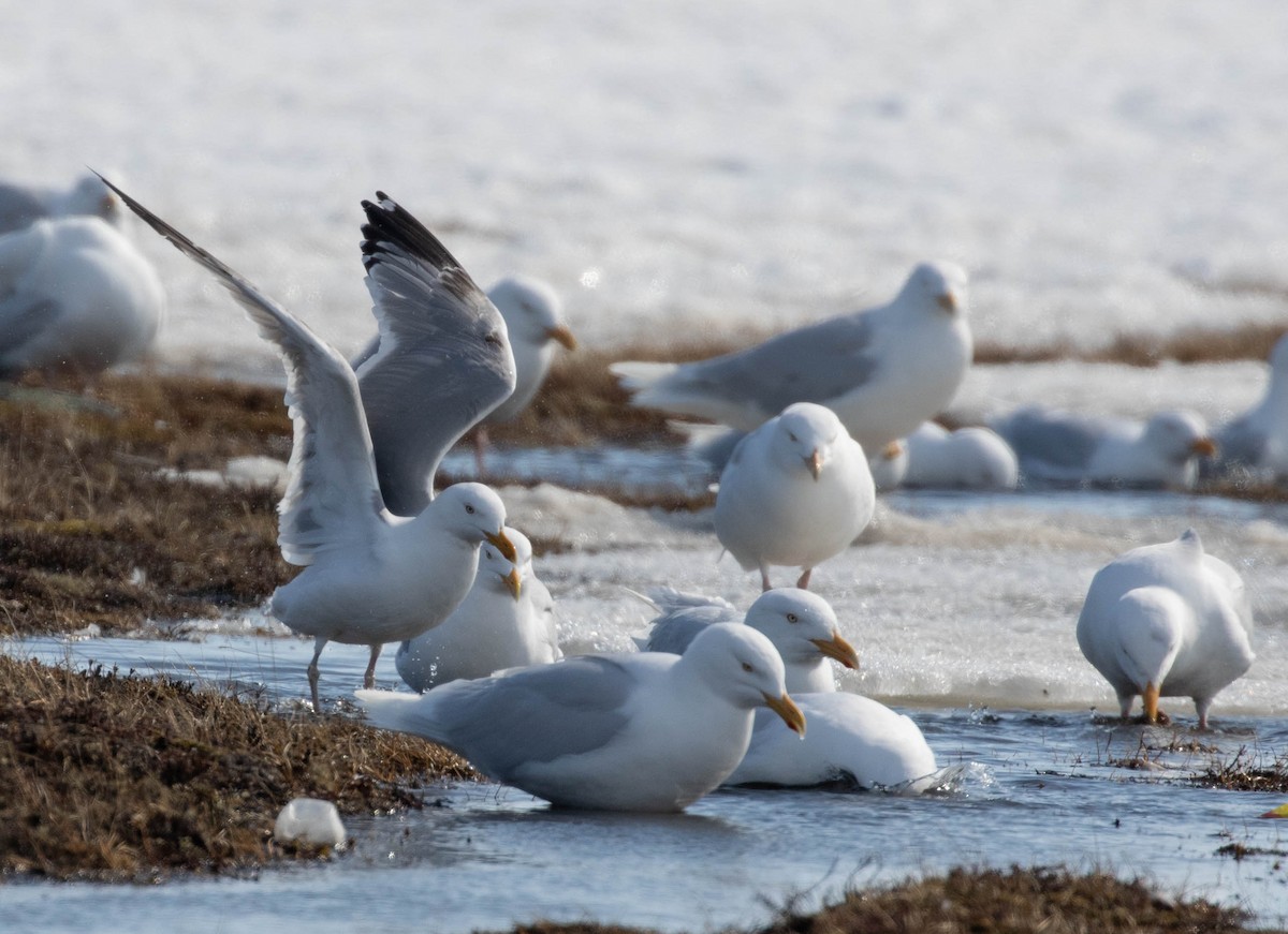 Herring Gull - ML619361468