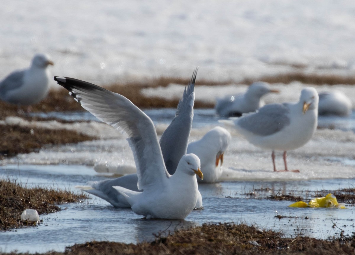 Herring Gull - ML619361469