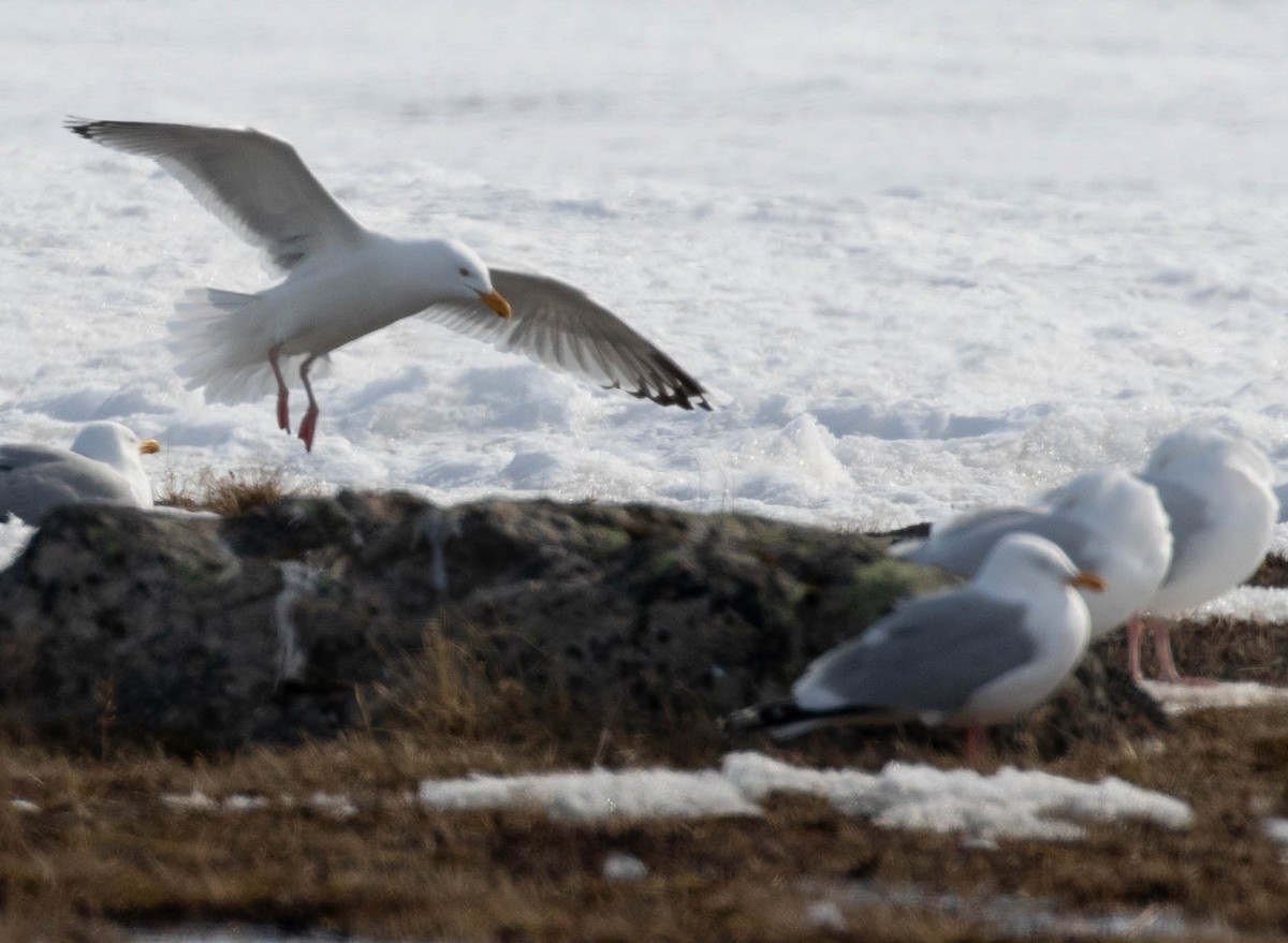 Herring Gull - ML619361470