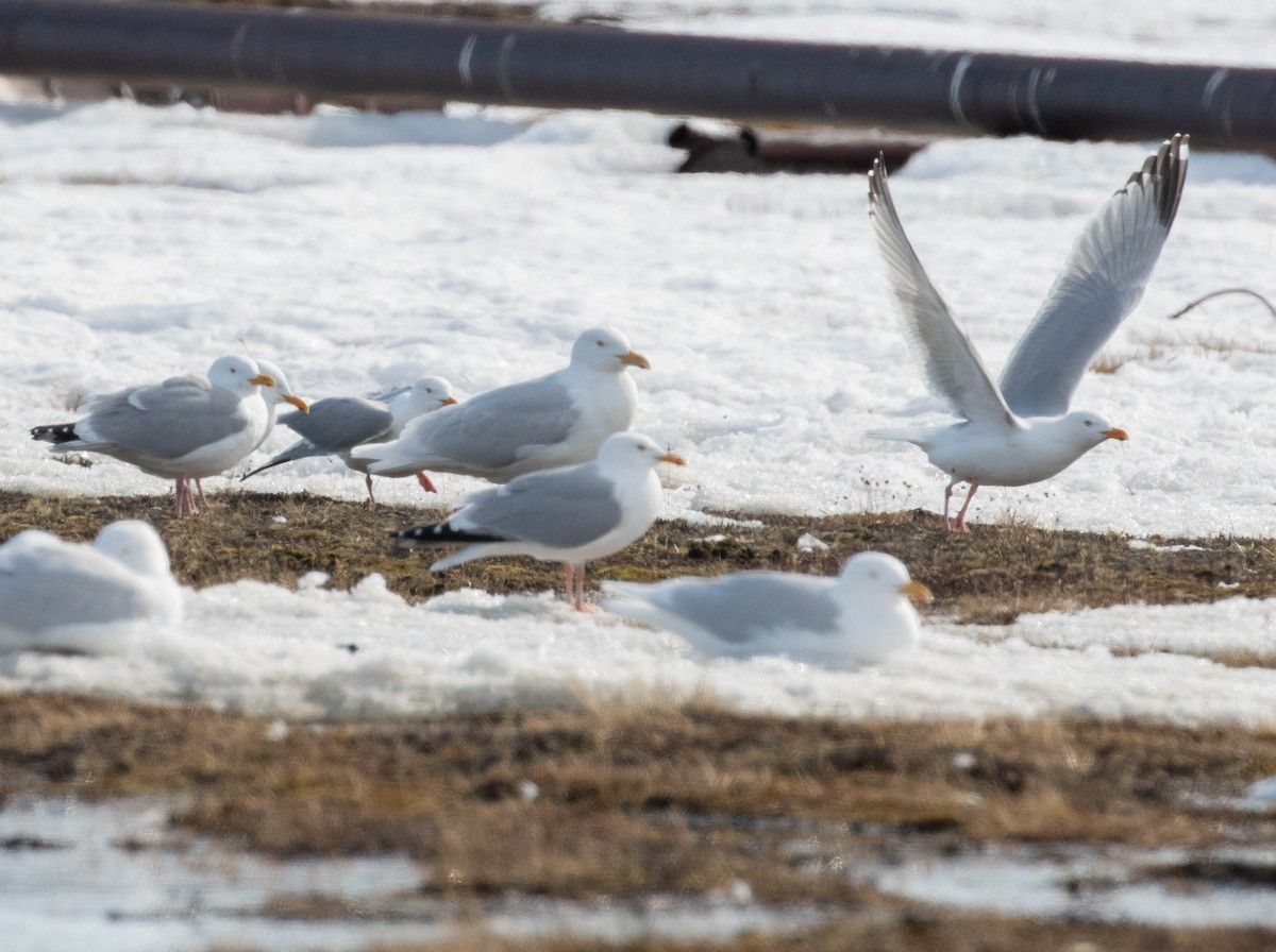 Herring Gull - Brendan Kelly