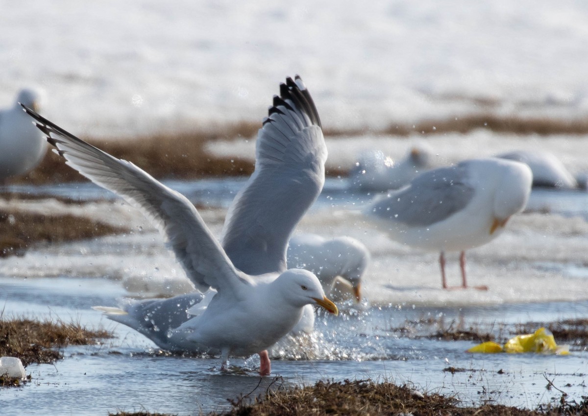 Herring Gull - ML619361472