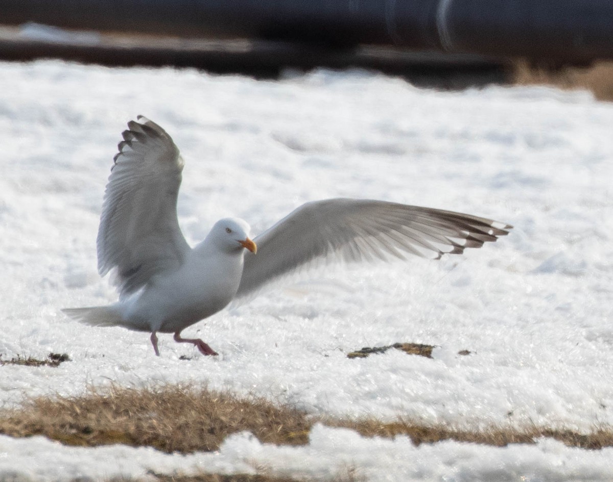 Herring Gull - ML619361473