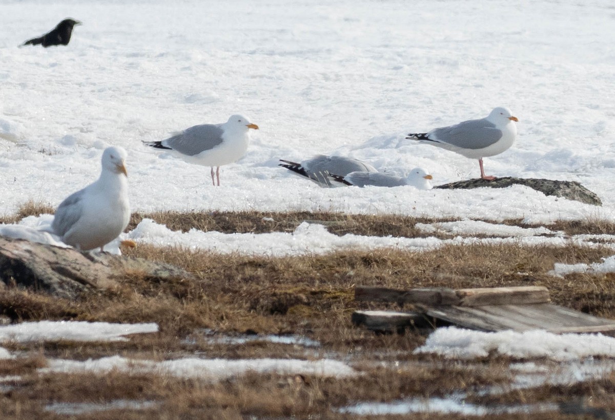 Herring Gull - ML619361475