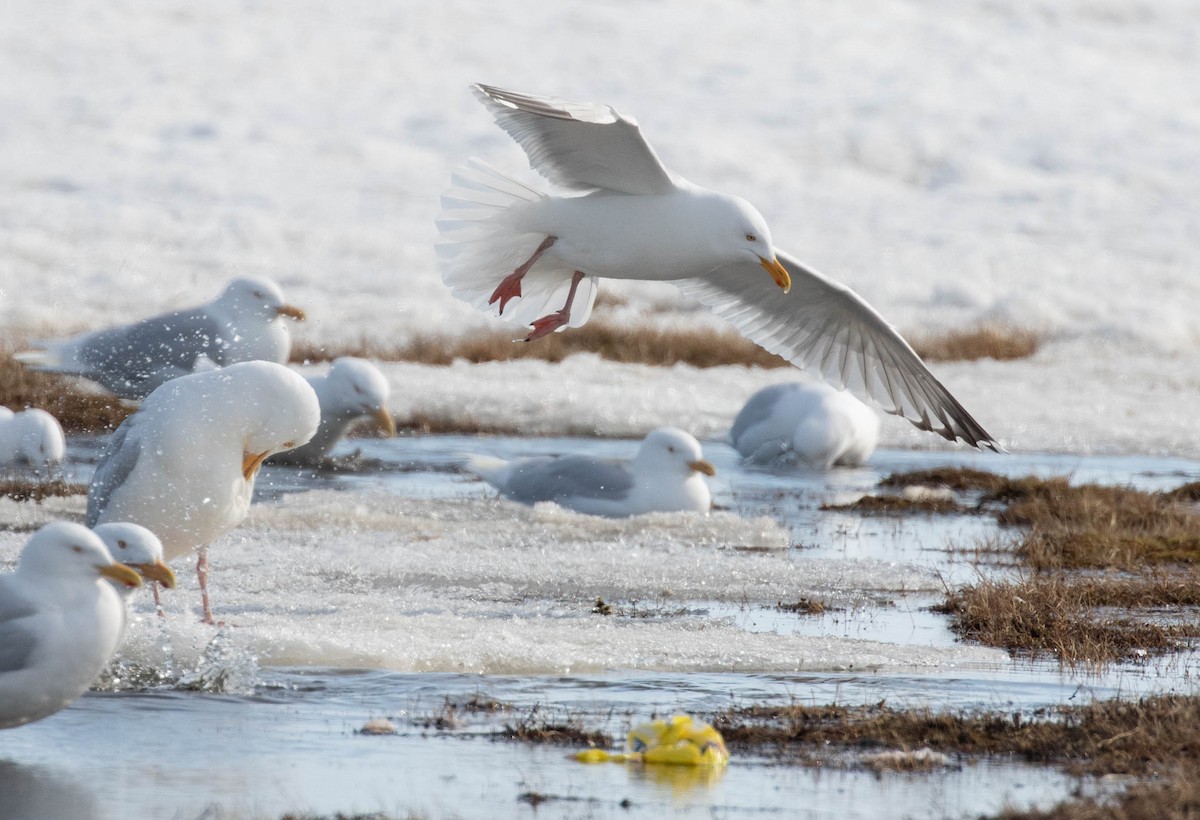 Herring Gull - ML619361476