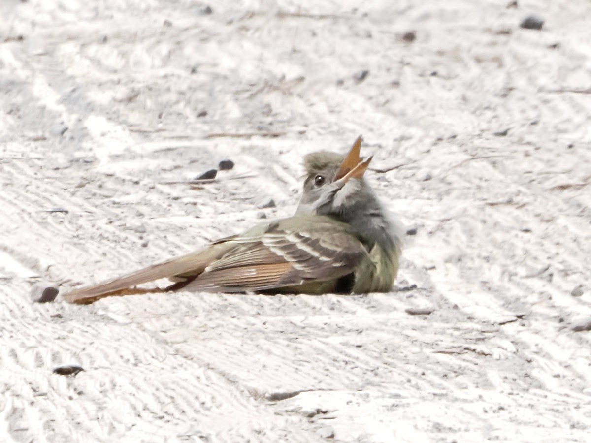 Great Crested Flycatcher - John Felton