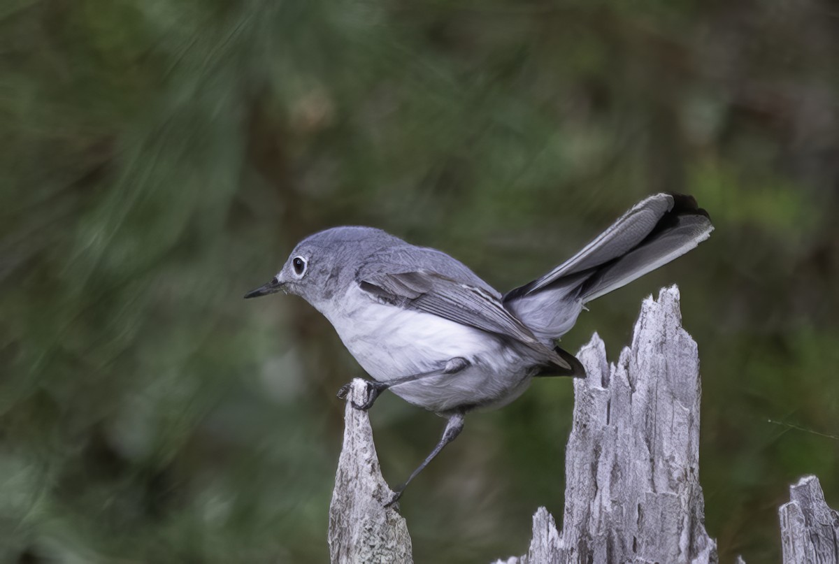 Blue-gray Gnatcatcher - ML619361493