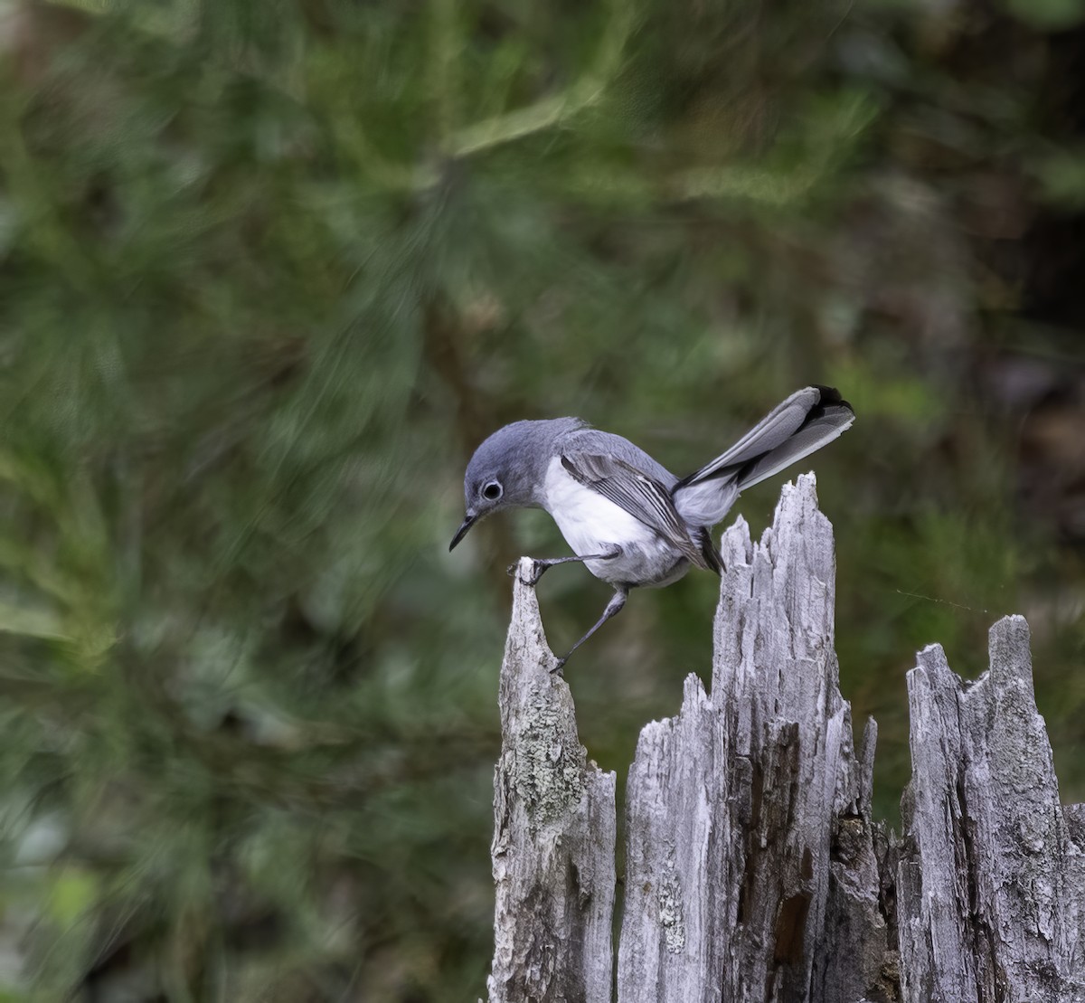 Blue-gray Gnatcatcher - ML619361494