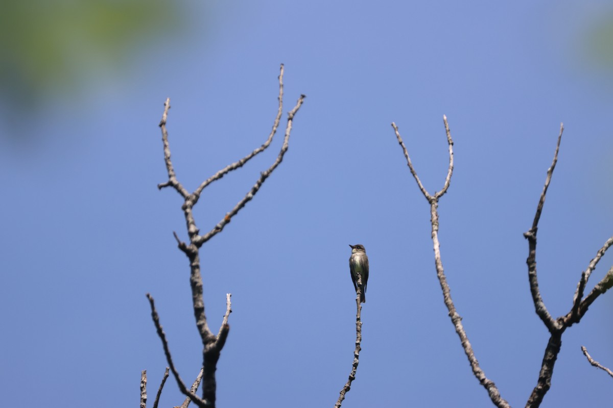 Olive-sided Flycatcher - Alan Dupuis