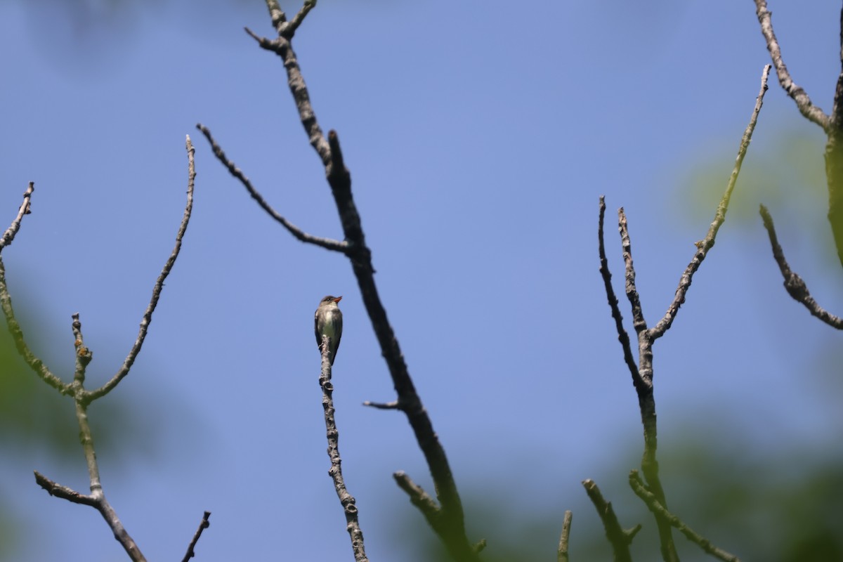 Olive-sided Flycatcher - Alan Dupuis