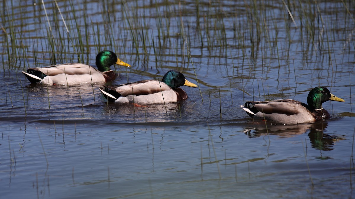 Mallard - Linda Dalton