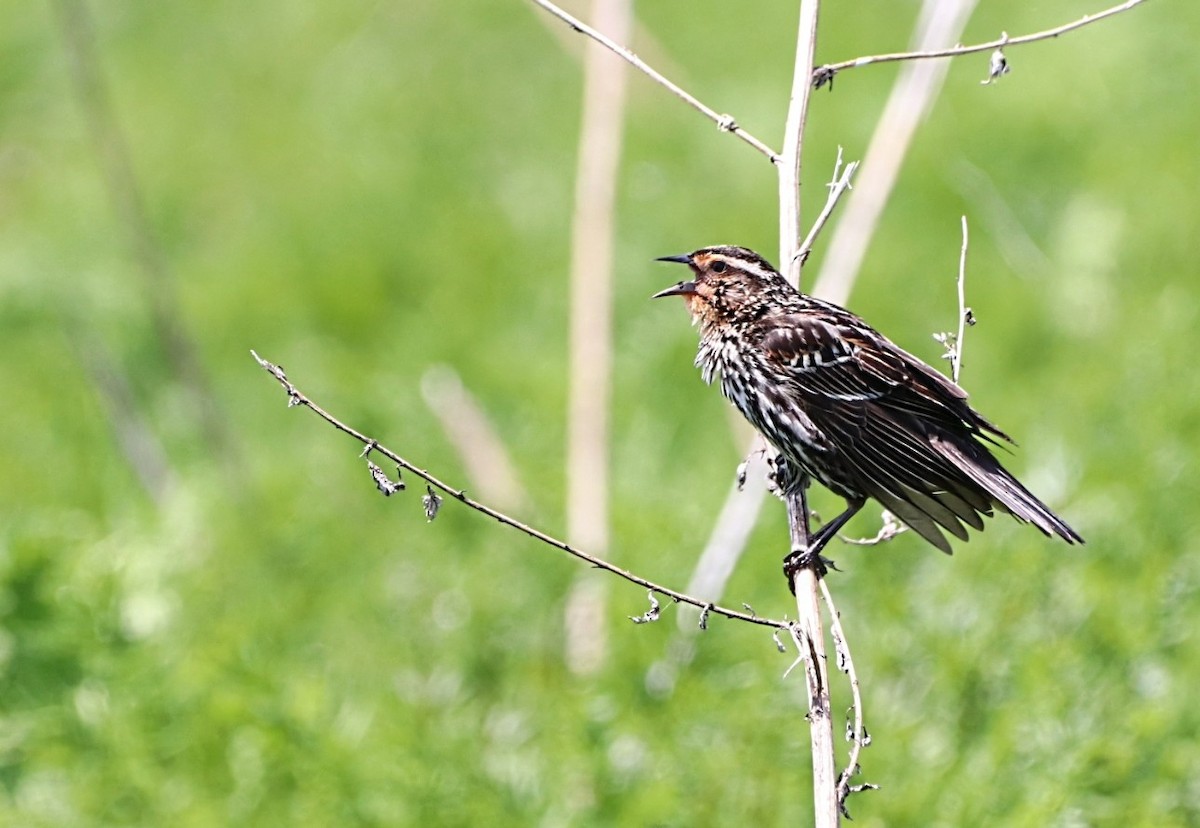 Red-winged Blackbird - Yves Robichaud