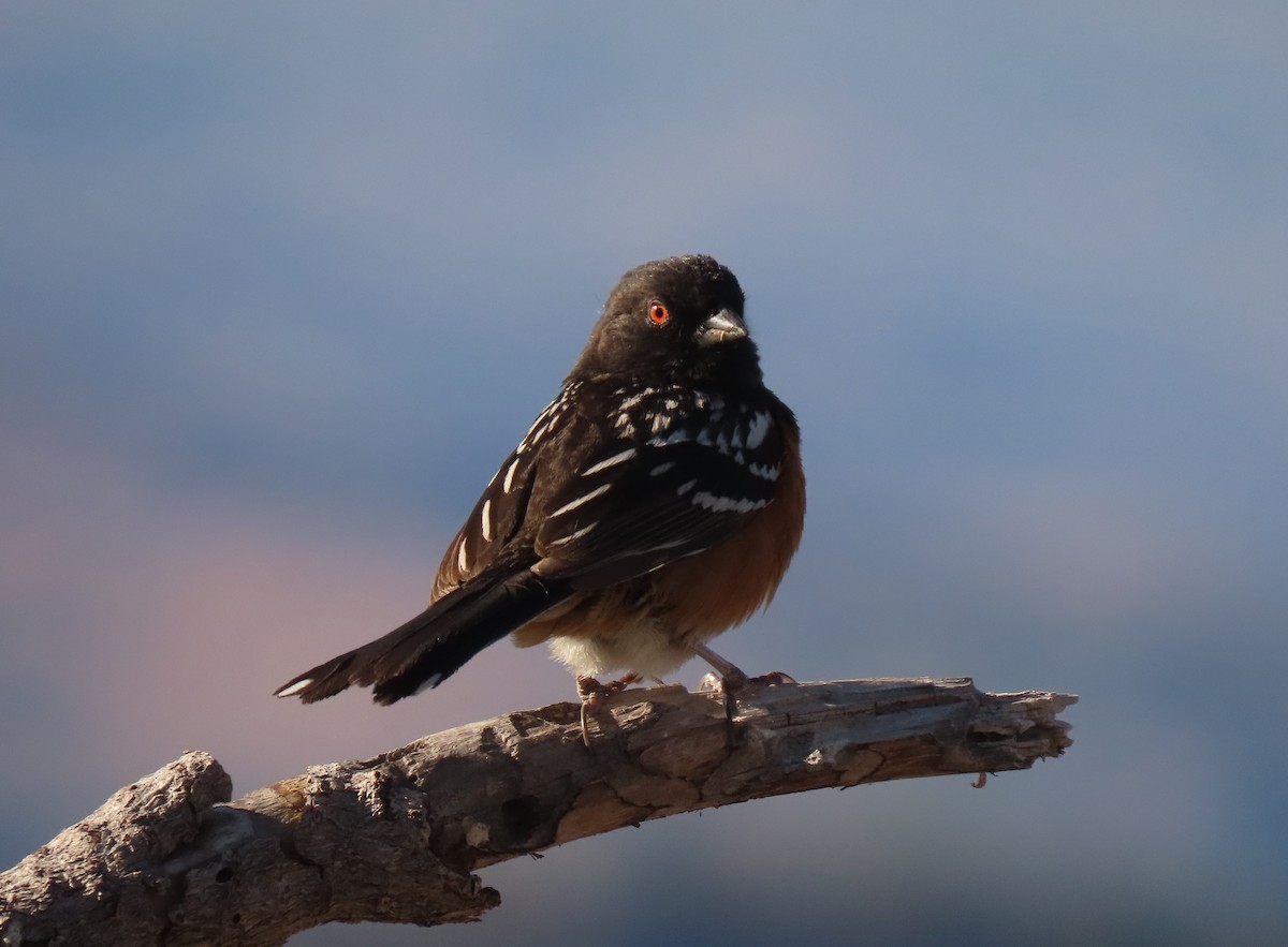 Spotted Towhee (maculatus Group) - ML619361510