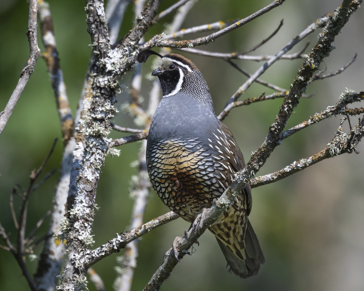 California Quail - ML619361522