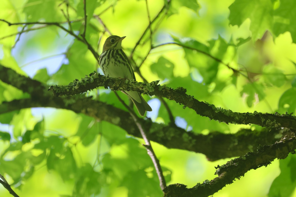 Ovenbird - Alan Dupuis