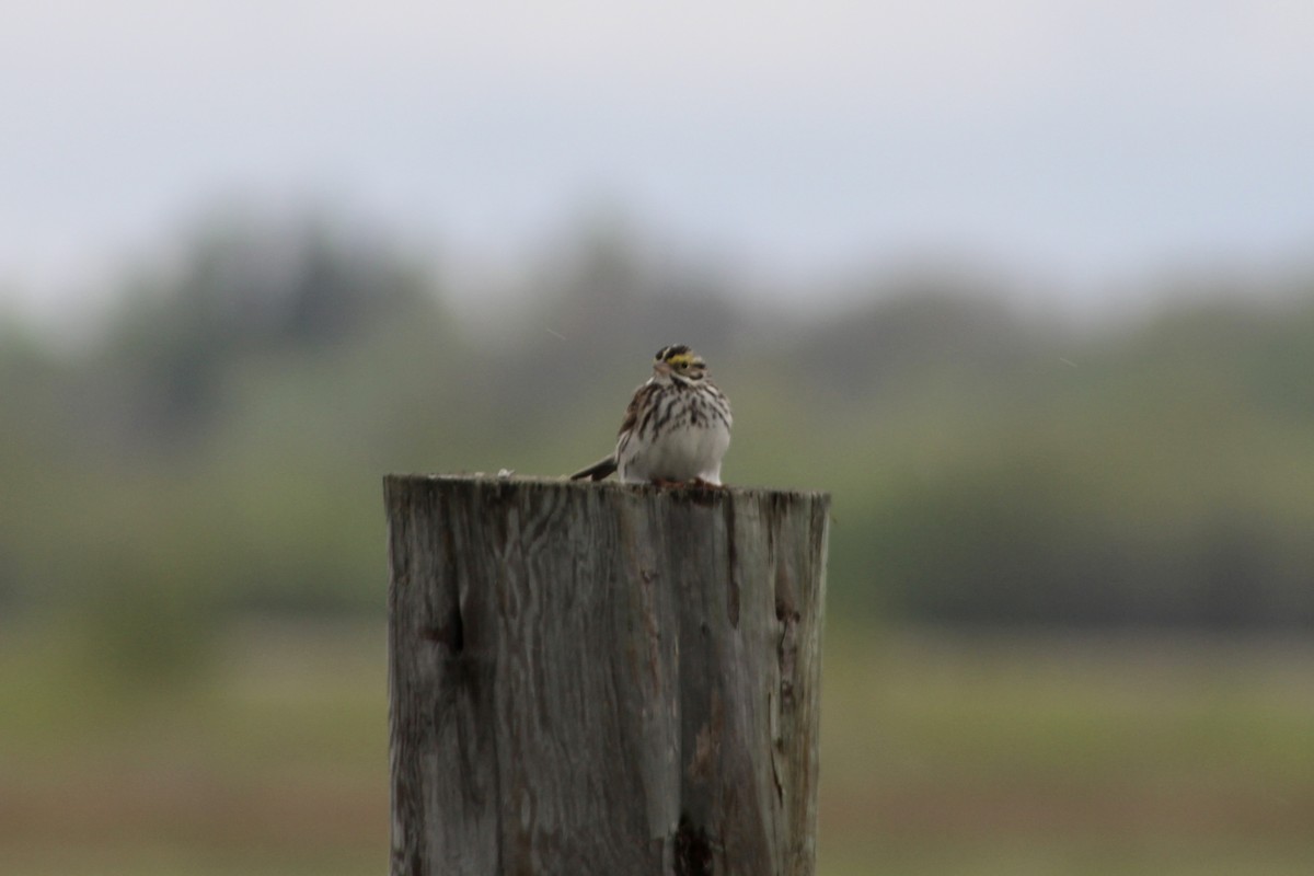Savannah Sparrow (Savannah) - Anne R.