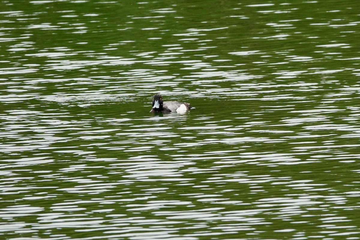 Lesser Scaup - ML619361538