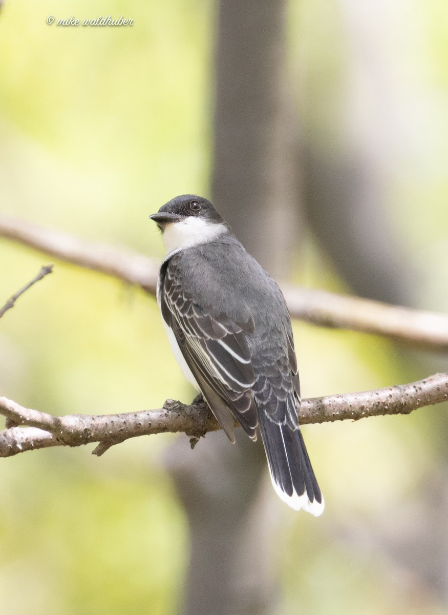 Eastern Kingbird - ML619361541