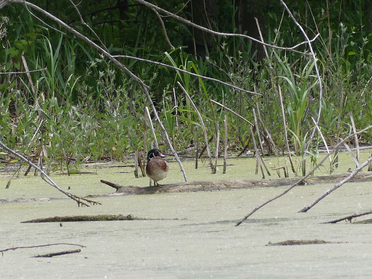 Wood Duck - Anonymous