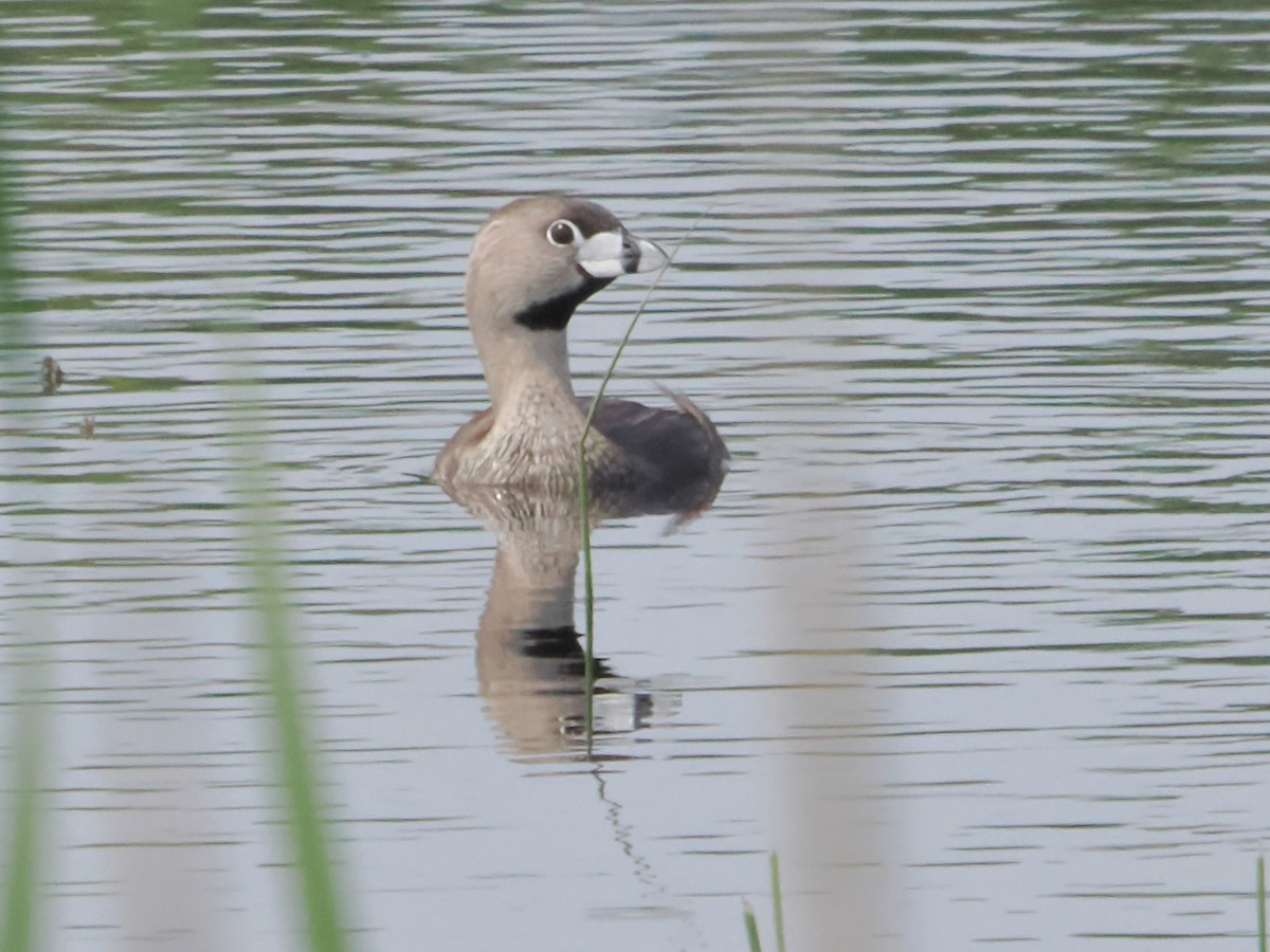 Pied-billed Grebe - ML619361558